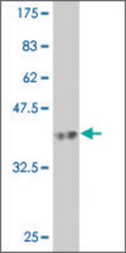 Monoclonal Anti-RIPK5 antibody produced in mouse clone 4B3, purified immunoglobulin, buffered aqueous solution