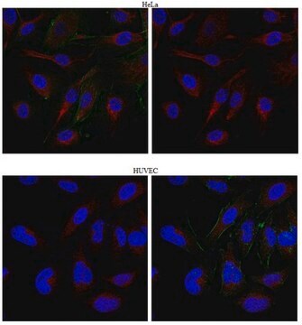 Anti-Kinesin-like protein KIFC3 Antibody from rabbit, purified by affinity chromatography