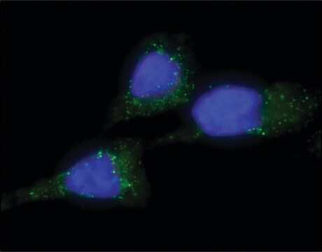 Anti-Lamin A&#8722;Atto 647N antibody produced in rabbit 1.5-3&#160;mg/mL, affinity isolated antibody, buffered aqueous solution