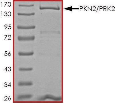 PKN2/PRK2, active, GST tagged human PRECISIO&#174; Kinase, recombinant, expressed in baculovirus infected Sf9 cells, &#8805;70% (SDS-PAGE), buffered aqueous glycerol solution