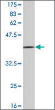 Monoclonal Anti-FLOT1 antibody produced in mouse clone 4A1, ascites fluid