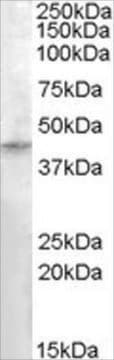 Anti-RASSF8 antibody produced in goat affinity isolated antibody, buffered aqueous solution