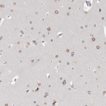 Anti-ZNF770 antibody produced in rabbit Prestige Antibodies&#174; Powered by Atlas Antibodies, affinity isolated antibody, buffered aqueous glycerol solution