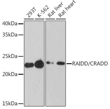 Anti-RAIDD/CRADD Antibody, clone 7M7M6, Rabbit Monoclonal