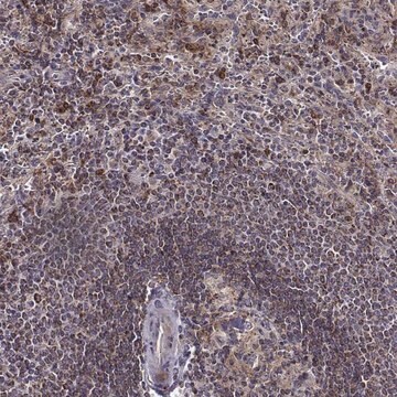 Anti-MTSS1 antibody produced in rabbit Prestige Antibodies&#174; Powered by Atlas Antibodies, affinity isolated antibody