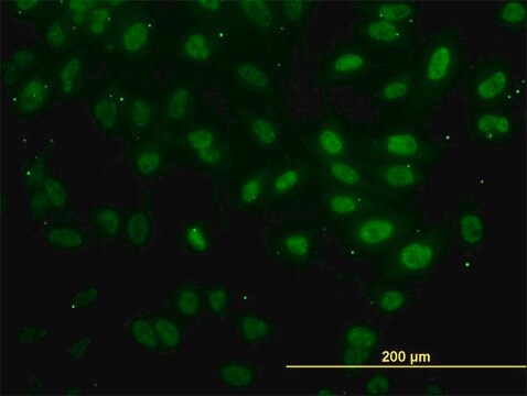 Monoclonal Anti-FAF1 antibody produced in mouse clone 1A10, purified immunoglobulin, buffered aqueous solution