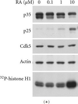 Anti-Cdk5 Antibody, clone DC17 clone DC17, Upstate&#174;, from mouse