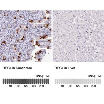 Anti-REG4 antibody produced in rabbit Prestige Antibodies&#174; Powered by Atlas Antibodies, affinity isolated antibody, buffered aqueous glycerol solution