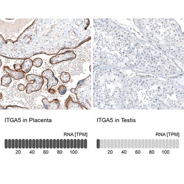 Monoclonal Anti-ITGA5 antibody produced in mouse Prestige Antibodies&#174; Powered by Atlas Antibodies, clone CL6945, purified immunoglobulin, buffered aqueous glycerol solution