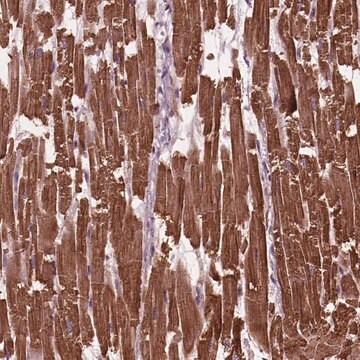 Anti-MYL3 antibody produced in rabbit Prestige Antibodies&#174; Powered by Atlas Antibodies, affinity isolated antibody