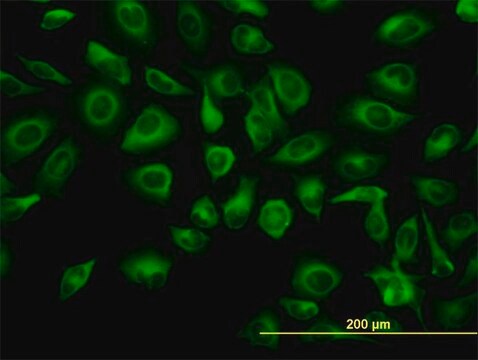 Monoclonal Anti-TUBA6 antibody produced in mouse clone S11, purified immunoglobulin, buffered aqueous solution