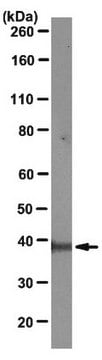 Anti-Mcl-1 Antibody, clone RC13 clone RC13, from mouse