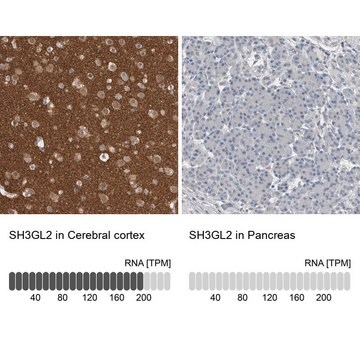 Anti-SH3GL2 antibody produced in rabbit Prestige Antibodies&#174; Powered by Atlas Antibodies, affinity isolated antibody, buffered aqueous glycerol solution