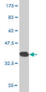 Monoclonal Anti-ZNF133 antibody produced in mouse clone 1C6, purified immunoglobulin, buffered aqueous solution