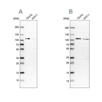 Anti-OSBP antibody produced in rabbit Prestige Antibodies&#174; Powered by Atlas Antibodies, affinity isolated antibody, buffered aqueous glycerol solution