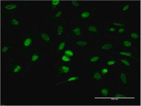 Monoclonal Anti-ANKRD37 antibody produced in mouse clone 6E8, purified immunoglobulin, buffered aqueous solution