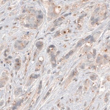 Monoclonal Anti-CDK5RAP2 antibody produced in mouse Prestige Antibodies&#174; Powered by Atlas Antibodies, clone CL3392, purified immunoglobulin