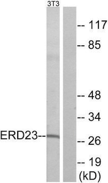 Anti-ERD23 antibody produced in rabbit affinity isolated antibody