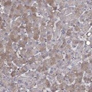 Anti-HPX antibody produced in rabbit Prestige Antibodies&#174; Powered by Atlas Antibodies, affinity isolated antibody, buffered aqueous glycerol solution