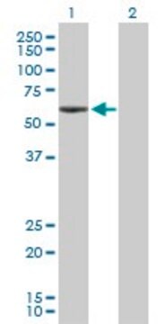 Anti-ANGPTL3 antibody produced in rabbit purified immunoglobulin, buffered aqueous solution