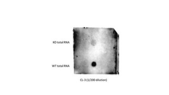 Anti-mS2i6A Antibody, clone CL-3 clone CL-3, from mouse