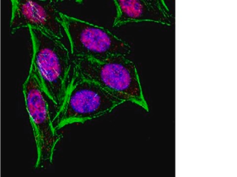 Anti-HuR Antibody from rabbit, purified by affinity chromatography