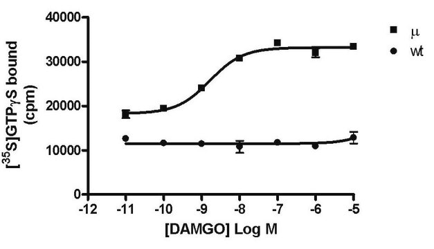 CHEMISCREEN MEMBRANE PREPARATION RECOMBINANT HUMAN &#181; (Mu) OPIOID RECEPTOR Human Mu / OP3 / MOP / MOR GPCR membrane preparation for GTP&#947;S Binding &amp; Radioligand Binding Assays.