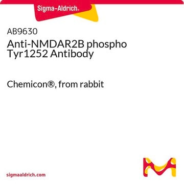 Anti-NMDAR2B phospho Tyr1252 Antibody Chemicon&#174;, from rabbit