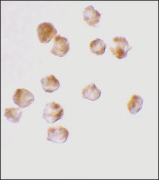 Anti-Acinus antibody produced in rabbit affinity isolated antibody, buffered aqueous solution