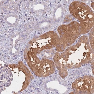 Anti-OR7C2 antibody produced in rabbit Prestige Antibodies&#174; Powered by Atlas Antibodies, affinity isolated antibody, buffered aqueous glycerol solution