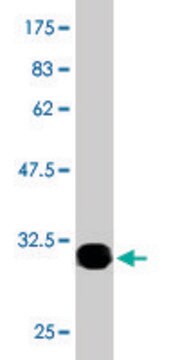 Monoclonal Anti-OTOP2 antibody produced in mouse clone 6F11, ascites fluid