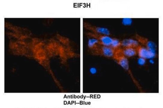 Anti-EIF3H (AB1) antibody produced in rabbit affinity isolated antibody