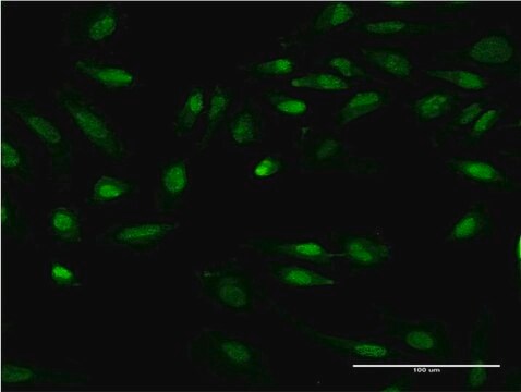 Monoclonal Anti-GIT2 antibody produced in mouse clone M1, purified immunoglobulin, buffered aqueous solution