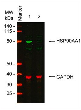 MISSION&#174; esiRNA targeting human HSP90AA1