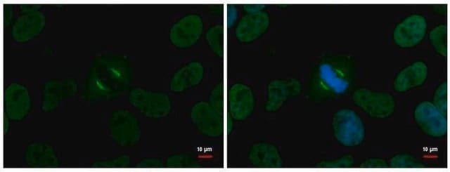 Monoclonal Anti-NuMA antibody produced in mouse clone GT3611, affinity isolated antibody