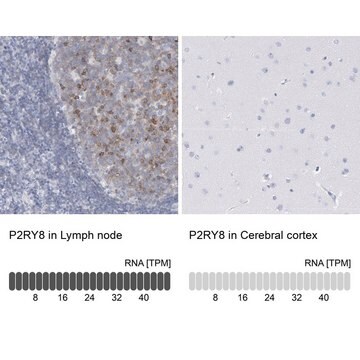 Anti-P2RY8 antibody produced in rabbit Prestige Antibodies&#174; Powered by Atlas Antibodies, affinity isolated antibody, buffered aqueous glycerol solution