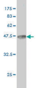 Monoclonal Anti-MYCN antibody produced in mouse clone 3H4, purified immunoglobulin, buffered aqueous solution