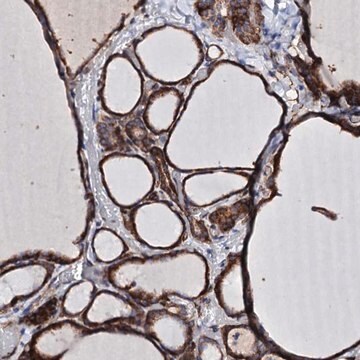 Anti-DBX1 antibody produced in rabbit Prestige Antibodies&#174; Powered by Atlas Antibodies, affinity isolated antibody, buffered aqueous glycerol solution