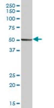 Anti-PEPD antibody produced in mouse purified immunoglobulin, buffered aqueous solution