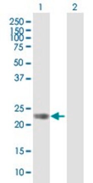 Anti-GPR110 antibody produced in mouse purified immunoglobulin, buffered aqueous solution