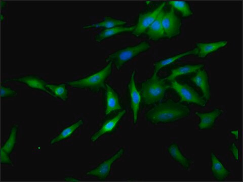 Monoclonal Anti-Hsf1 - Atto 390 antibody produced in rat clone 10H4, purified immunoglobulin