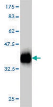 Monoclonal Anti-TMEPAI antibody produced in mouse clone 2A12, purified immunoglobulin, buffered aqueous solution