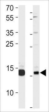 ANTI-PAN SUMO antibody produced in rabbit IgG fraction of antiserum, buffered aqueous solution