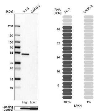 Anti-LPXN antibody produced in rabbit Prestige Antibodies&#174; Powered by Atlas Antibodies, affinity isolated antibody