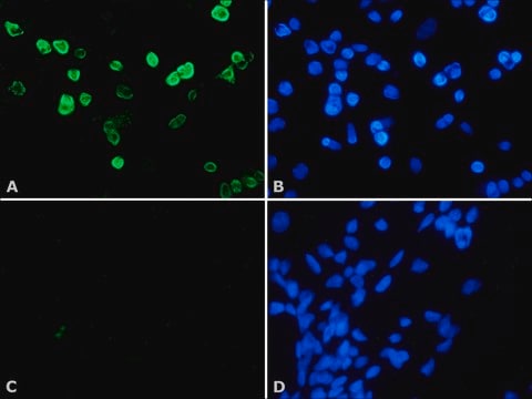 Anti-Histone Deacetylase 4 (HDAC4) (DM-15) antibody produced in rabbit affinity isolated antibody, buffered aqueous solution