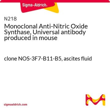 Monoclonal Anti-Nitric Oxide Synthase, Universal antibody produced in mouse clone NOS-3F7-B11-B5, ascites fluid