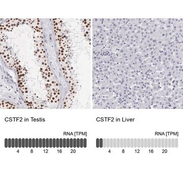 Anti-CSTF2 antibody produced in rabbit Prestige Antibodies&#174; Powered by Atlas Antibodies, affinity isolated antibody, buffered aqueous glycerol solution