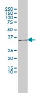 Monoclonal Anti-ICOSLG, (C-terminal) antibody produced in mouse clone 2D12, purified immunoglobulin, buffered aqueous solution