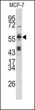 Anti-BCCIP (C-term) antibody produced in rabbit saturated ammonium sulfate (SAS) precipitated, buffered aqueous solution