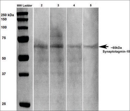 Monoclonal Anti-Synaptotagmin-10 - Atto 633 antibody produced in mouse clone S269-73, purified immunoglobulin